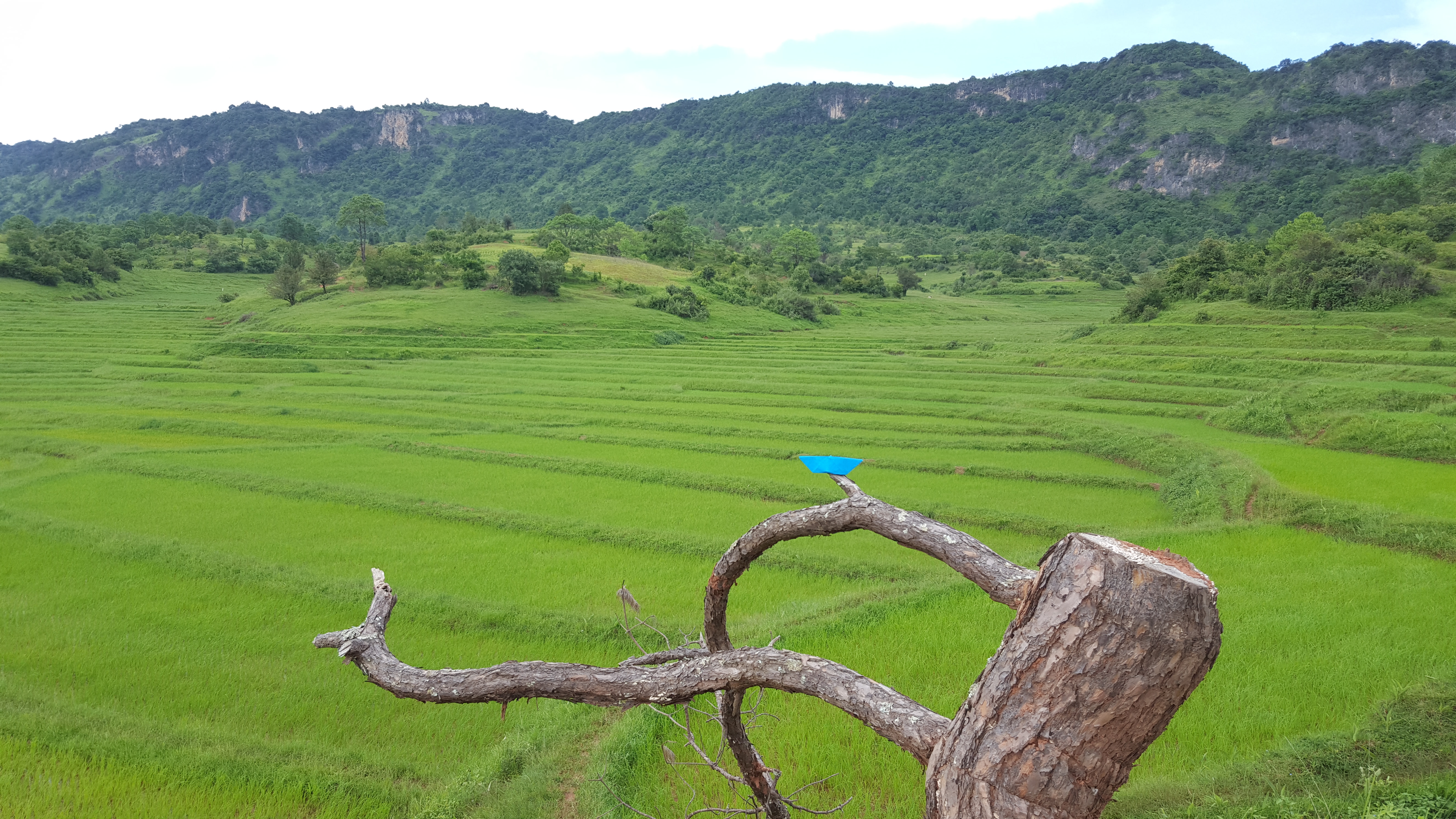 Rijstvelden Myanmar